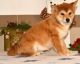 Shiba Inu Puppies for sale in Alexandria, OH 43001, USA. price: NA
