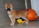 Shiba Inu Puppies for sale in St. Louis, MO, USA. price: $400