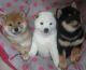 Shiba Inu Puppies for sale in Des Moines, IA, USA. price: NA