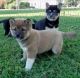 Shiba Inu Puppies for sale in Cheyenne, WY, USA. price: $400