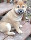 Shiba Inu Puppies for sale in Portland, OR, USA. price: $400