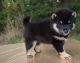 Shiba Inu Puppies for sale in Portland, OR 97207, USA. price: $500