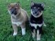 Shiba Inu Puppies for sale in Chicago, IL, USA. price: NA