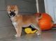 Shiba Inu Puppies for sale in Stamford, CT, USA. price: NA