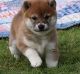 Shiba Inu Puppies for sale in Irving, TX, USA. price: NA