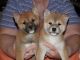 Shiba Inu Puppies for sale in Raleigh, NC, USA. price: NA