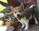 Shiba Inu Puppies for sale in Bluff City, AR, USA. price: NA