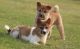 Shiba Inu Puppies for sale in Norman, OK, USA. price: $500