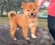 Shiba Inu Puppies for sale in Boston, MA, USA. price: $500