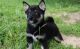 Shiba Inu Puppies for sale in Guernsey, WY, USA. price: NA