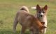 Shiba Inu Puppies for sale in Frisco, TX, USA. price: $500