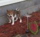 Shiba Inu Puppies for sale in Albany, OR, USA. price: $500