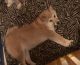 Shiba Inu Puppies for sale in Buffalo, NY, USA. price: $1,000