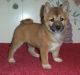 Shiba Inu Puppies for sale in Wylie, TX, USA. price: NA