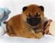Shiba Inu Puppies for sale in Washington, DC, USA. price: $600
