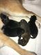 Shiba Inu Puppies for sale in Sodus, NY 14551, USA. price: NA