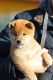 Shiba Inu Puppies for sale in Maryland Heights, MO, USA. price: NA