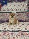 Shiba Inu Puppies for sale in Sparks, NV, USA. price: NA
