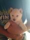 Shiba Inu Puppies for sale in Norfolk, NE, NE, USA. price: NA