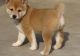 Shiba Inu Puppies for sale in Dallas, TX, USA. price: NA