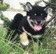 Shiba Inu Puppies for sale in St. Louis, MO, USA. price: $650