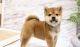 Shiba Inu Puppies for sale in Brooklyn, NY, USA. price: NA