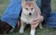 Shiba Inu Puppies for sale in Las Vegas, NV 89107, USA. price: $500