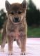 Shiba Inu Puppies for sale in Menomonie, WI 54751, USA. price: NA