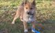 Shiba Inu Puppies for sale in Milwaukee, WI 53218, USA. price: NA
