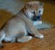 Shiba Inu Puppies for sale in Madison, WI 53707, USA. price: NA