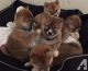 Shiba Inu Puppies for sale in Ohio Dr, Plano, TX, USA. price: $600