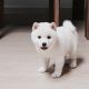 Shiba Inu Puppies for sale in Houston, TX, USA. price: NA