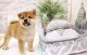 Shiba Inu Puppies for sale in Garden City, ID, USA. price: $600