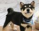 Shiba Inu Puppies for sale in Norwich, CT, USA. price: NA