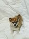 Shiba Inu Puppies for sale in Goshen, IN, USA. price: NA