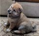Shiba Inu Puppies for sale in Mountain Brook, AL 35259, USA. price: $500