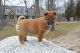 Shiba Inu Puppies for sale in Kansas City, MO, USA. price: NA