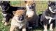 Shiba Inu Puppies for sale in Ashburnham, MA, USA. price: NA
