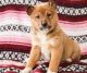 Shiba Inu Puppies for sale in Orlando, FL, USA. price: $500