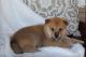 Shiba Inu Puppies for sale in Atlanta, GA, USA. price: NA