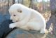 Shiba Inu Puppies for sale in Charlotte, NC 28202, USA. price: NA