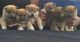 Shiba Inu Puppies for sale in North Bergen, NJ, USA. price: NA