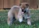 Shiba Inu Puppies for sale in Galliano, LA 70354, USA. price: NA