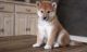 Shiba Inu Puppies for sale in Houston, TX, USA. price: NA
