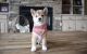 Shiba Inu Puppies for sale in Eastpointe, MI 48021, USA. price: NA