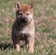 Shiba Inu Puppies for sale in MAFB GUN ANNX, AL 36114, USA. price: NA