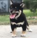 Shiba Inu Puppies for sale in Downey, CA 90241, USA. price: $500