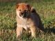 Shiba Inu Puppies for sale in Menomonie, WI 54751, USA. price: $500