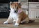 Shiba Inu Puppies for sale in Seattle, WA, USA. price: NA