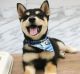 Shiba Inu Puppies for sale in Cheyenne, WY, USA. price: $600